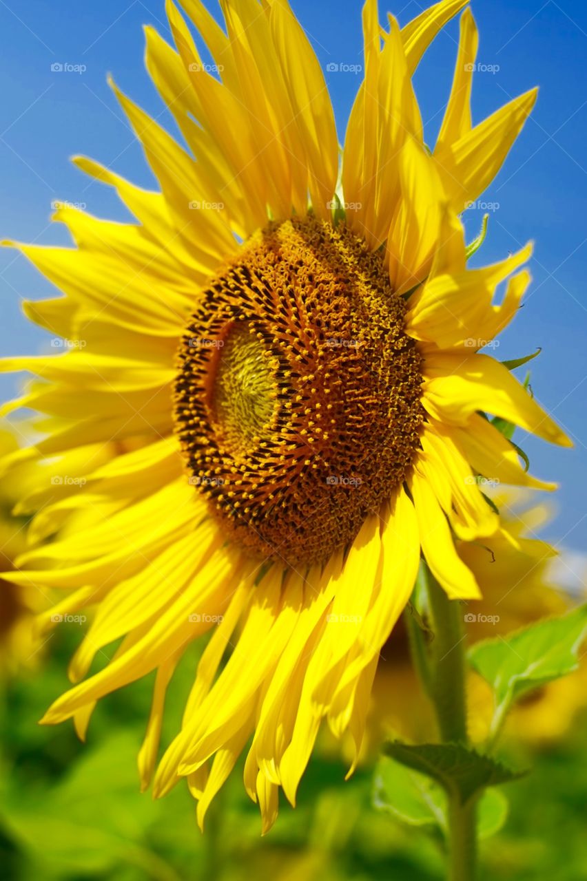 Sunlight close-up yellow