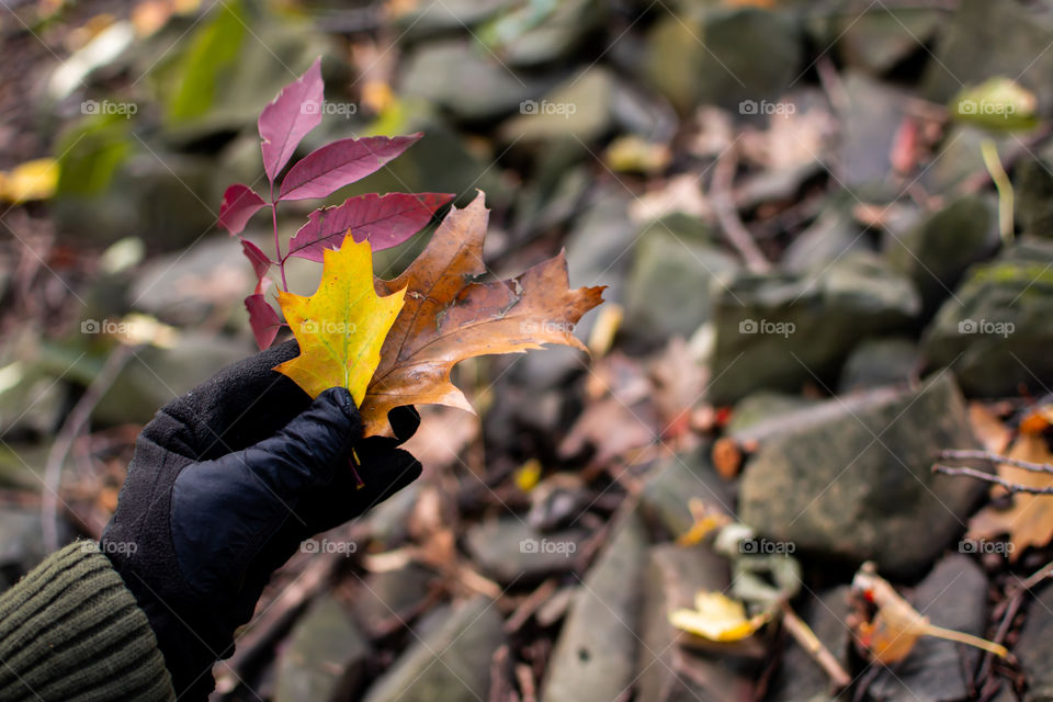 Woman holding autumn leaves in forest nature background and outdoor fall activity nature hike in the forest 