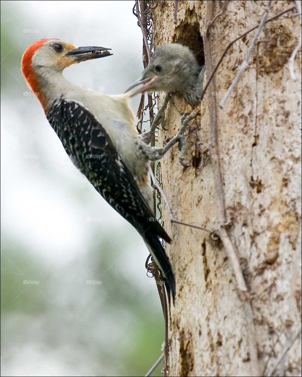 Mother Woodpecker feeding her adorable but impatient chick.