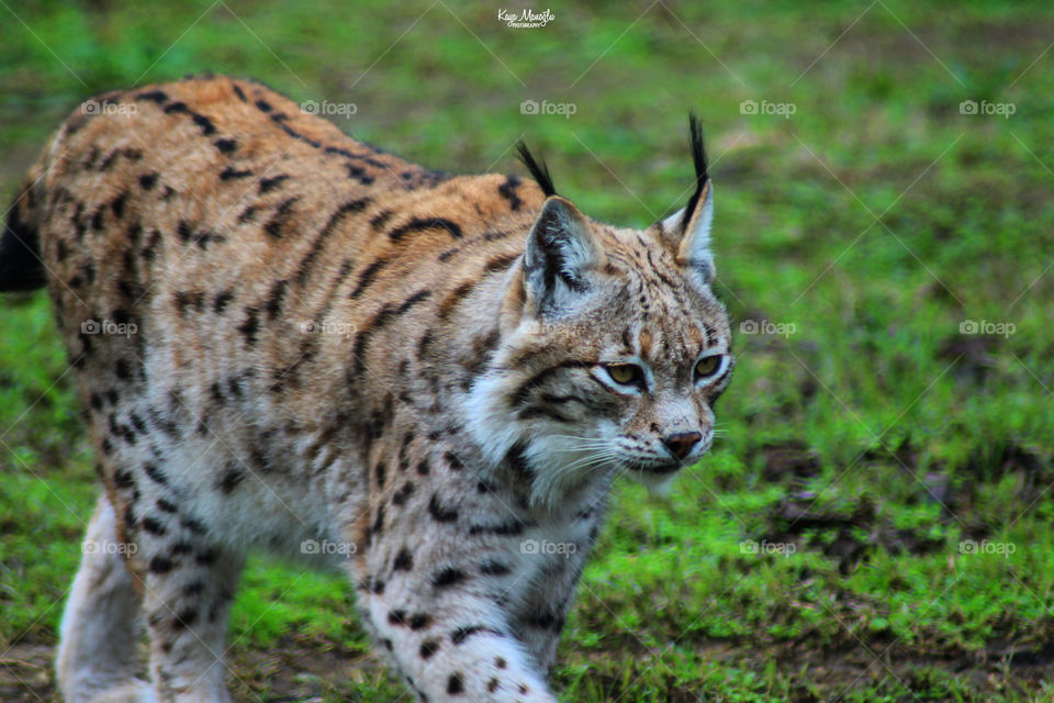 The Lynx