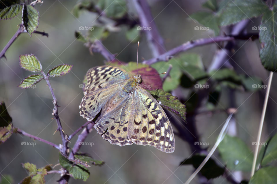Mariposa - Butterfly