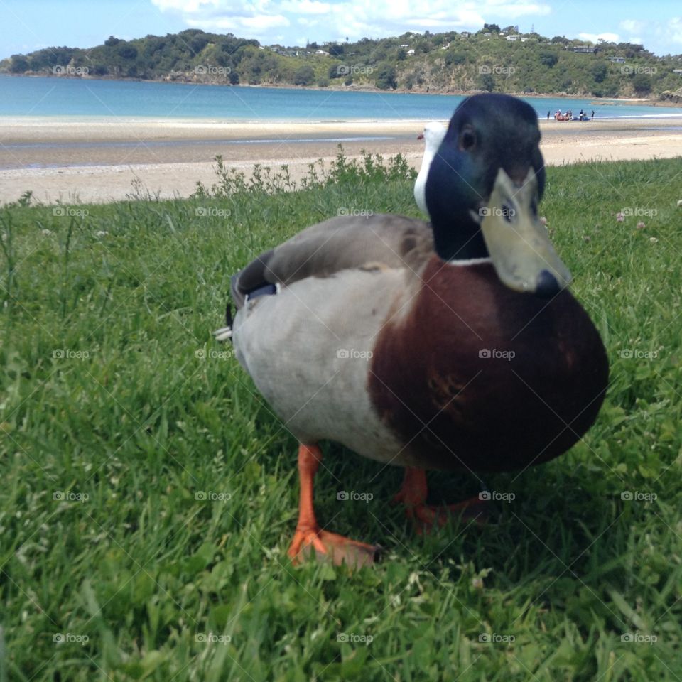 Duck on beach