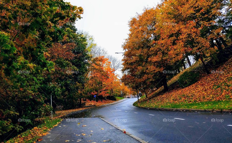 Autumn time 🍂🍁 Nature 🍂🍁 Road🍂🍁