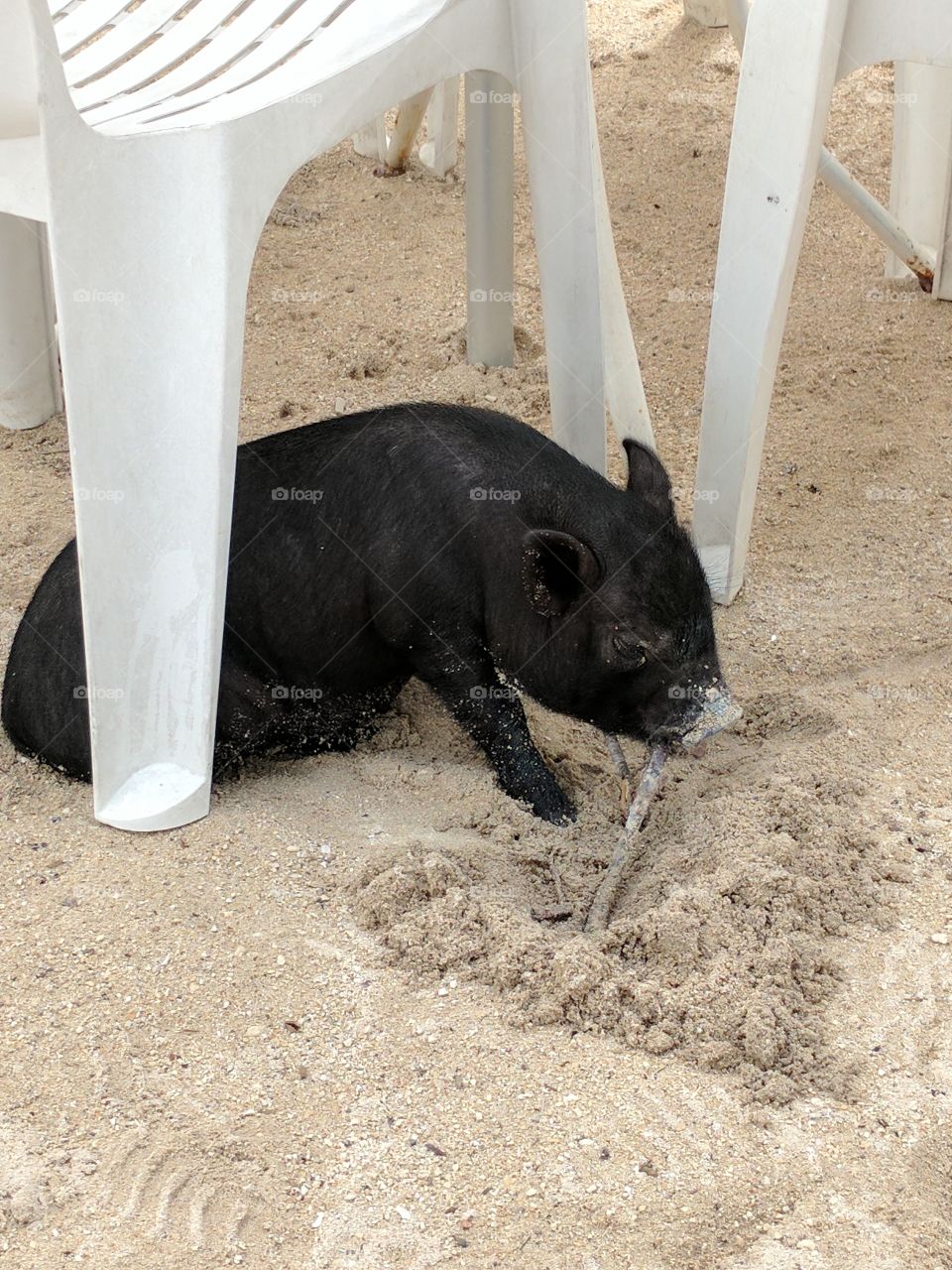pot belly pig eating a stick