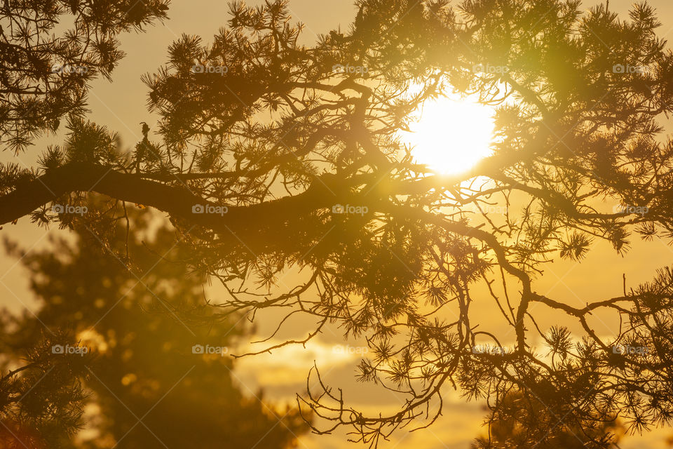 Sunset through pine forest