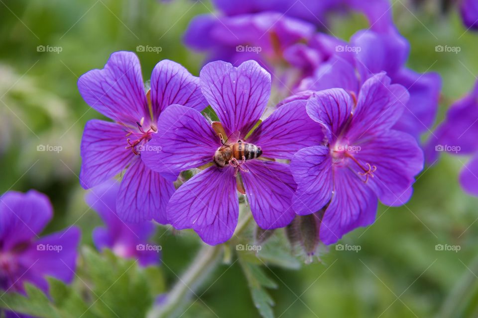 Close-up of a bee on purple flower