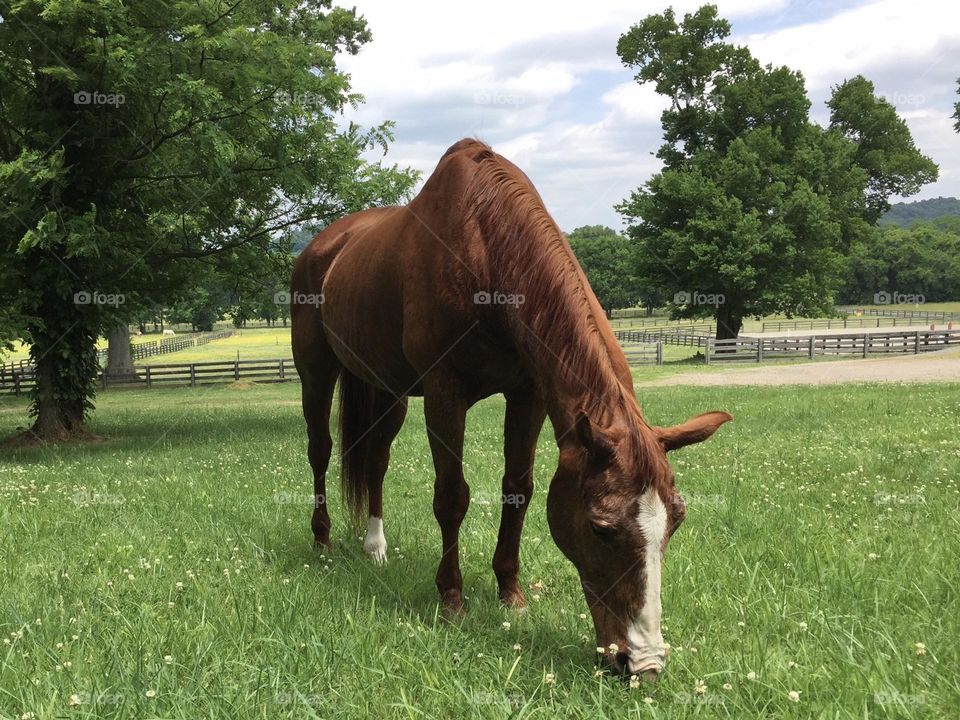 Skipper the chestnut quarter horse gelding loves to eat spring summer clover and graze around the farm