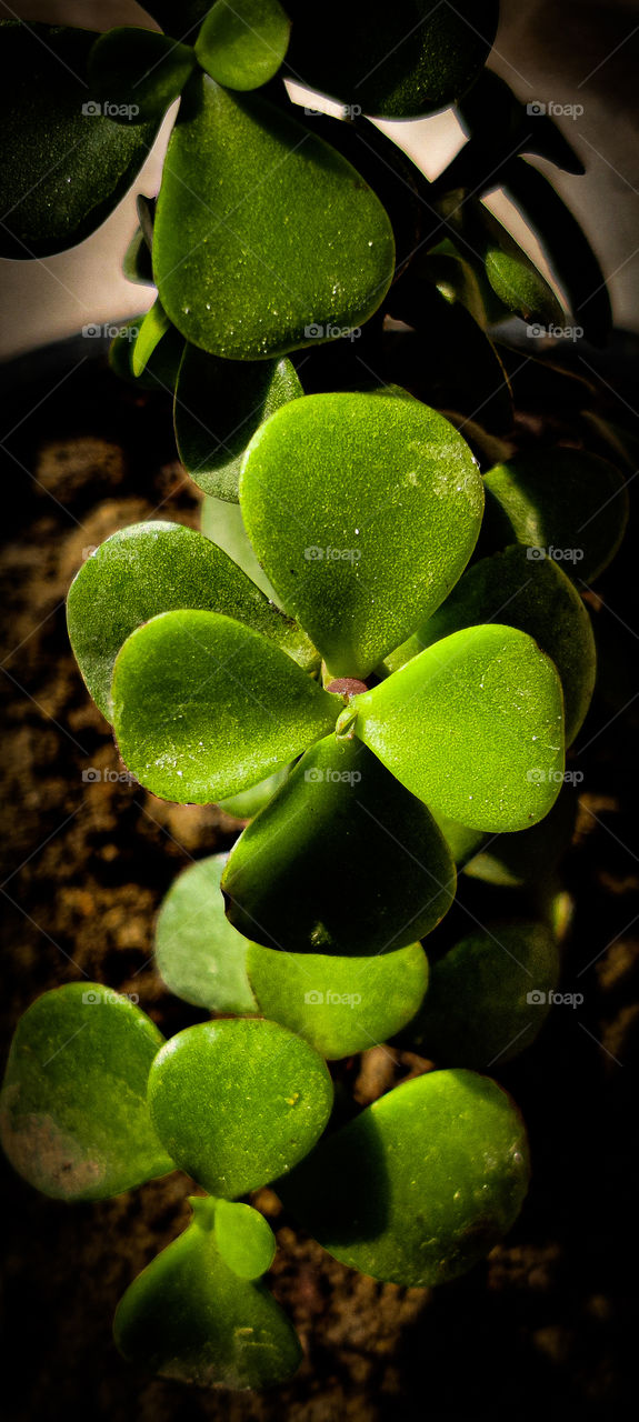 succulent Photography