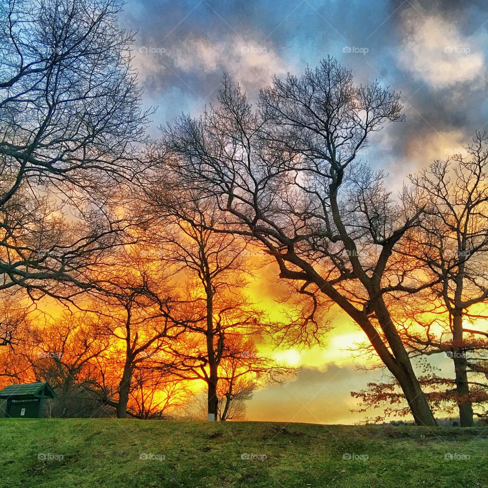 Trees ablaze 