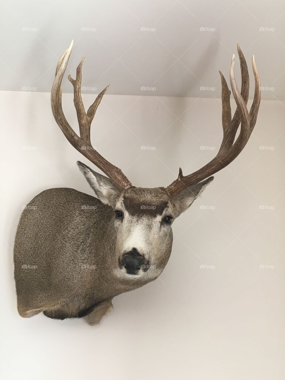 Mule Deer Mount