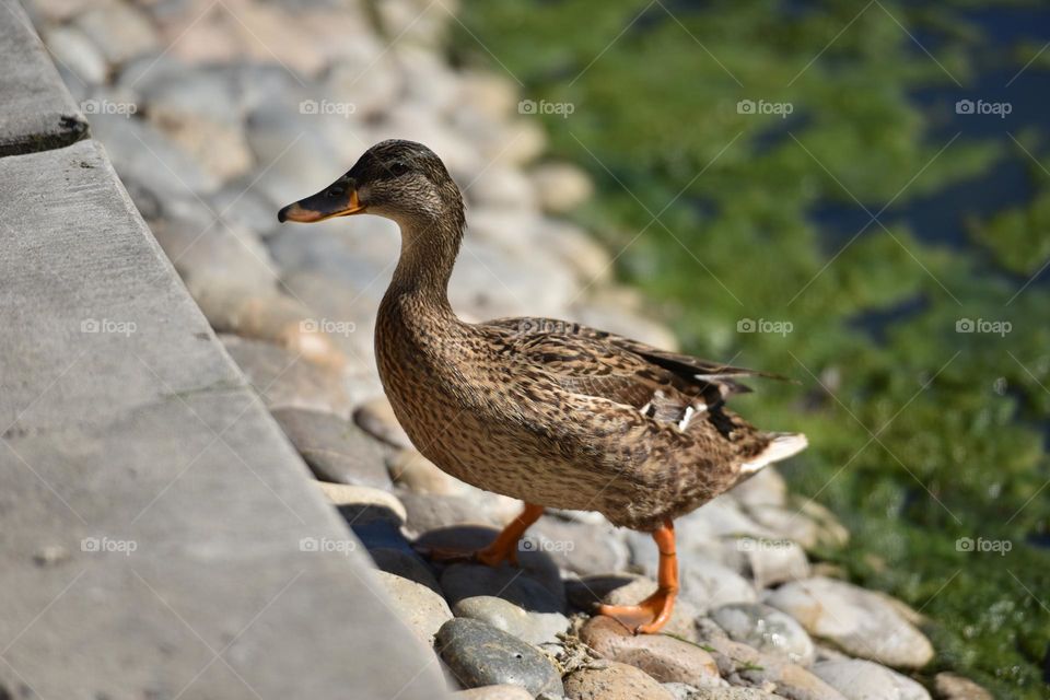 Duck approaching a pavement.