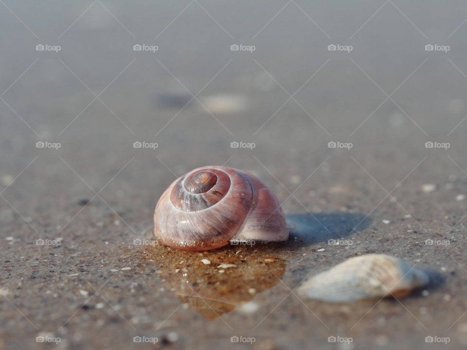 Snailshell on beach