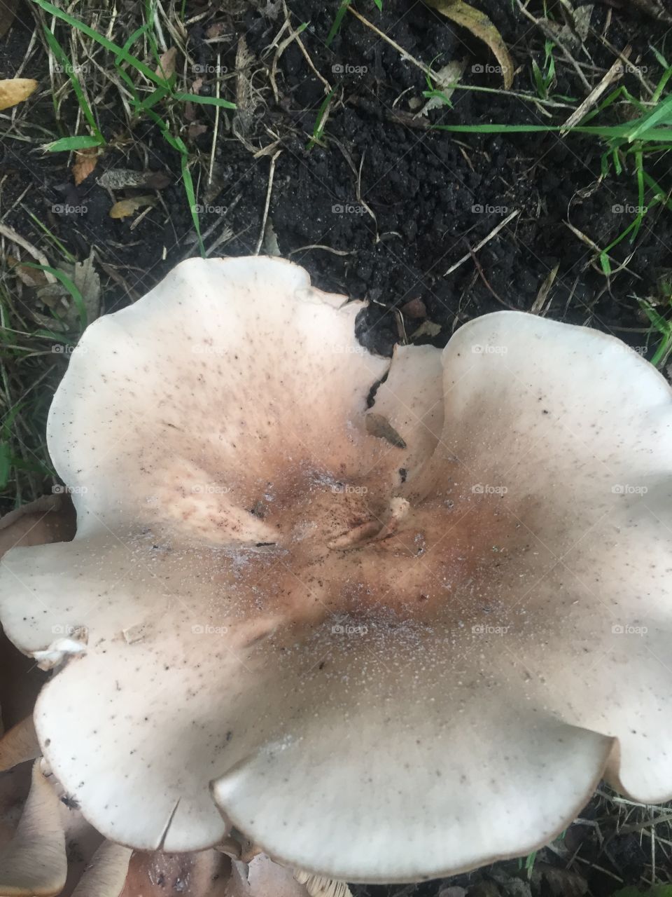 Wild mushrooms in the soil