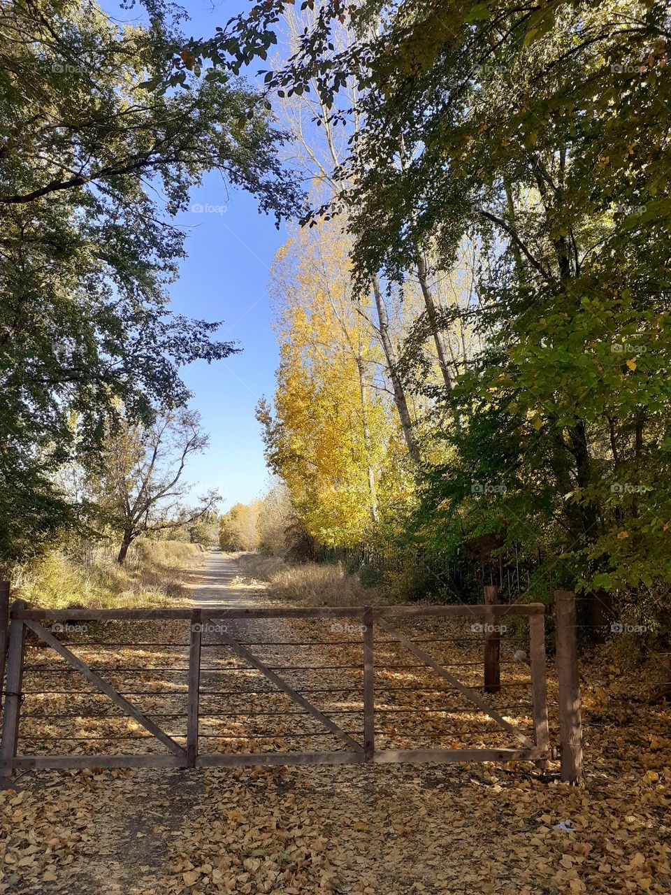 el camino de otoño