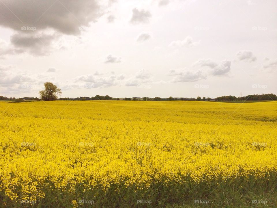 Rapeseed