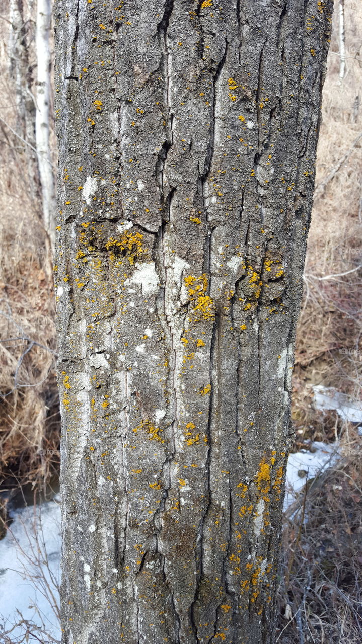 Closeup of tree