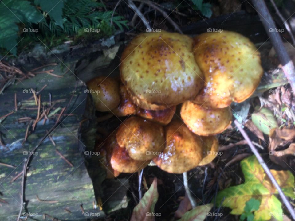 A Group of Mushrooms Growing From the Log