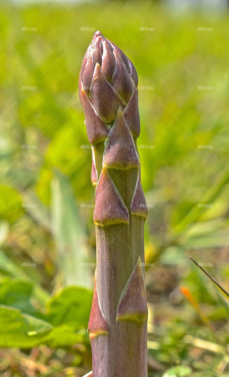 Asparagus 