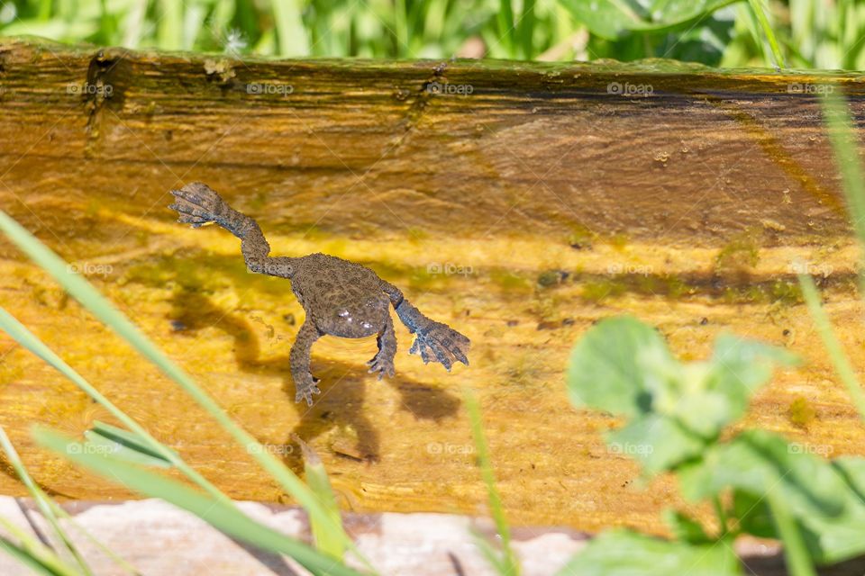 Floating frog in a wooden tray