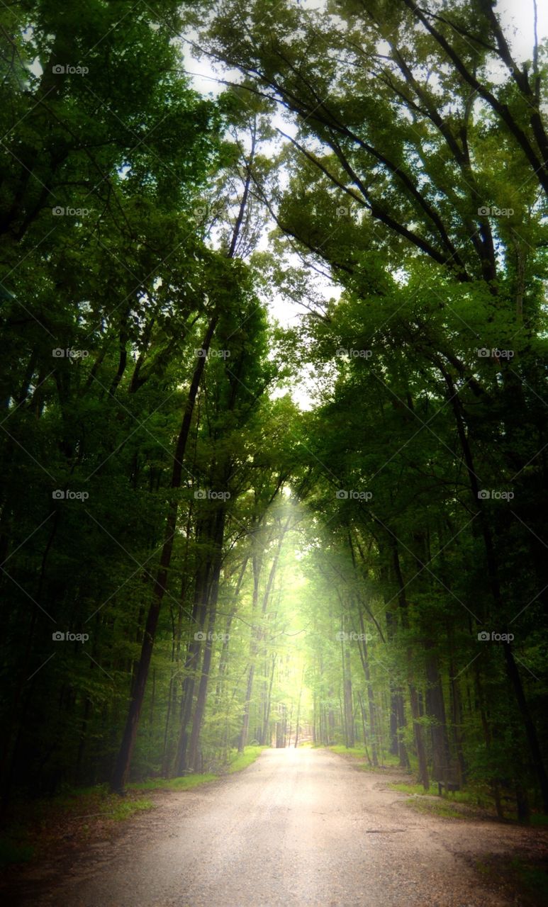 Magical Forest