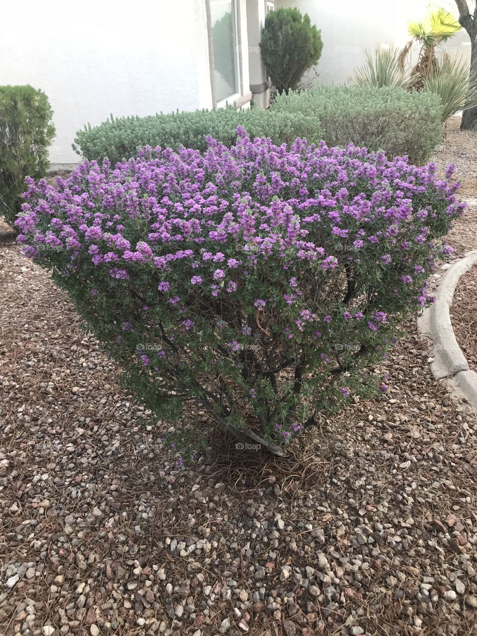 Nice purple bush