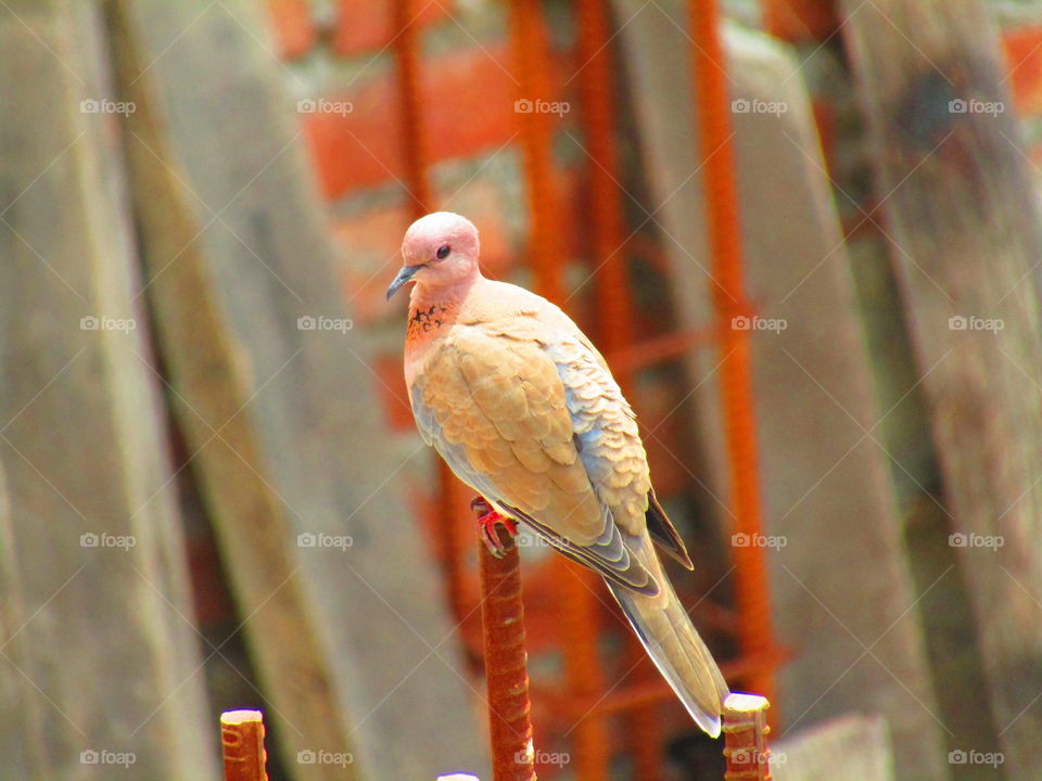 The laughing dove (Spilopelia senegalensis) is a small pigeon that is a resident breeder in Africa, the Middle East and the Indian Subcontinent.