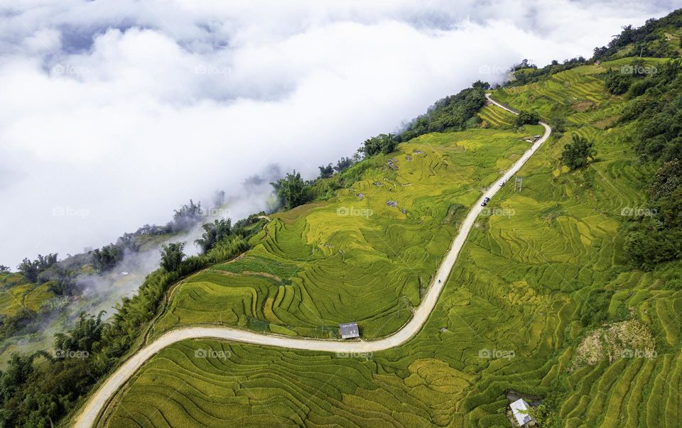 Harvest season in Vietnam border belt