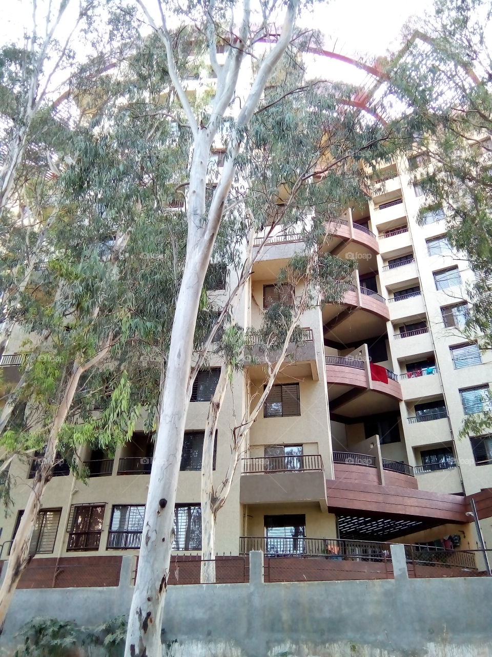 View of tree and building