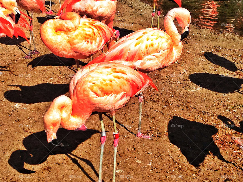 Flaming pink flamingos perched in the water