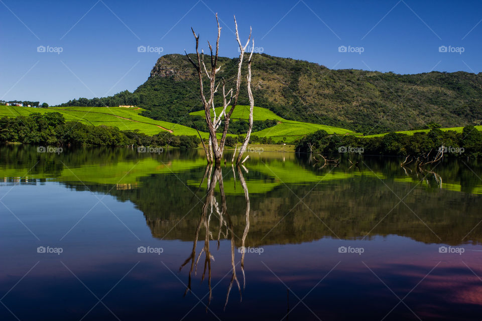 lake with dry tree and mountain backdrop