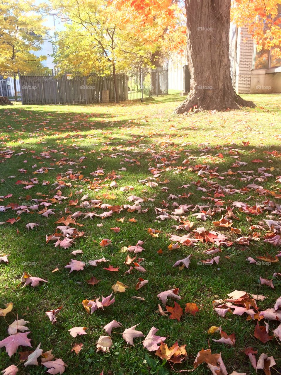 Beautiful Autumn Toronto 