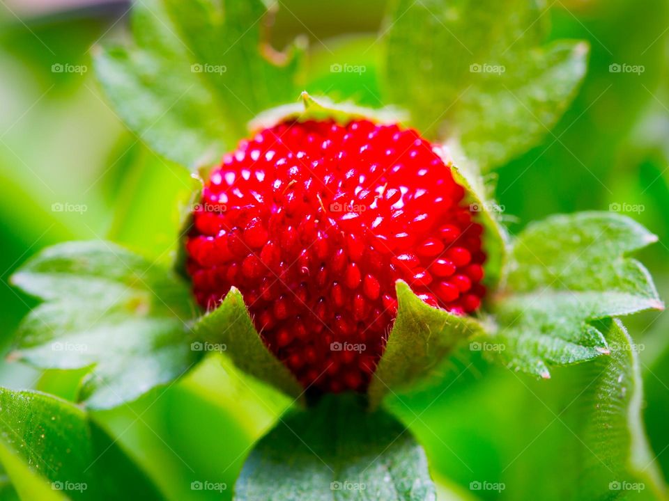 Macro - wild strawberry in the woods close up in between its leaves