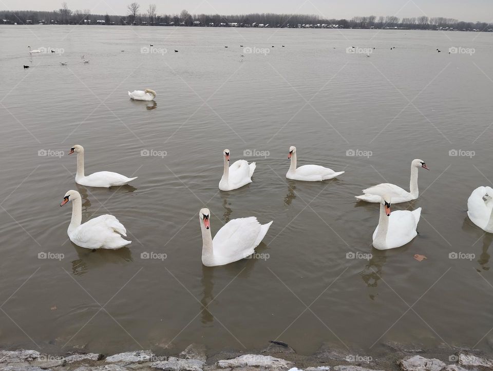 Swans