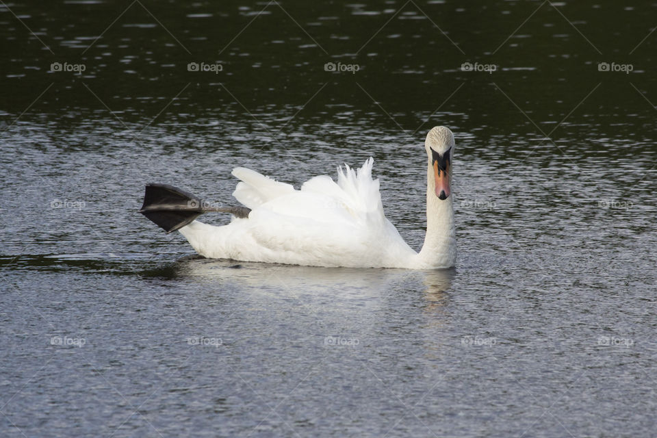 Swan swimming stretching leg