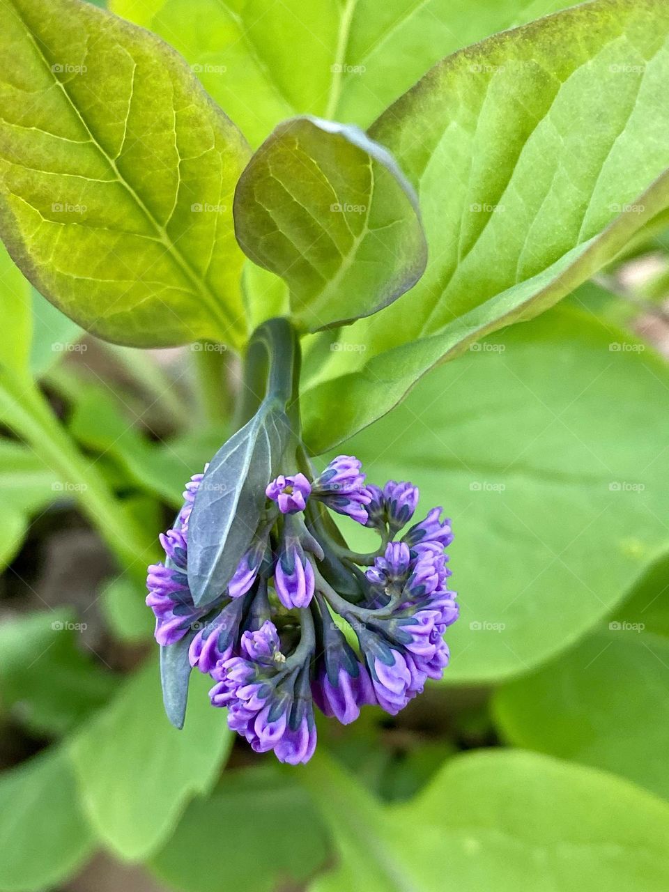 Leaves and flower buds of Virginia bluebells