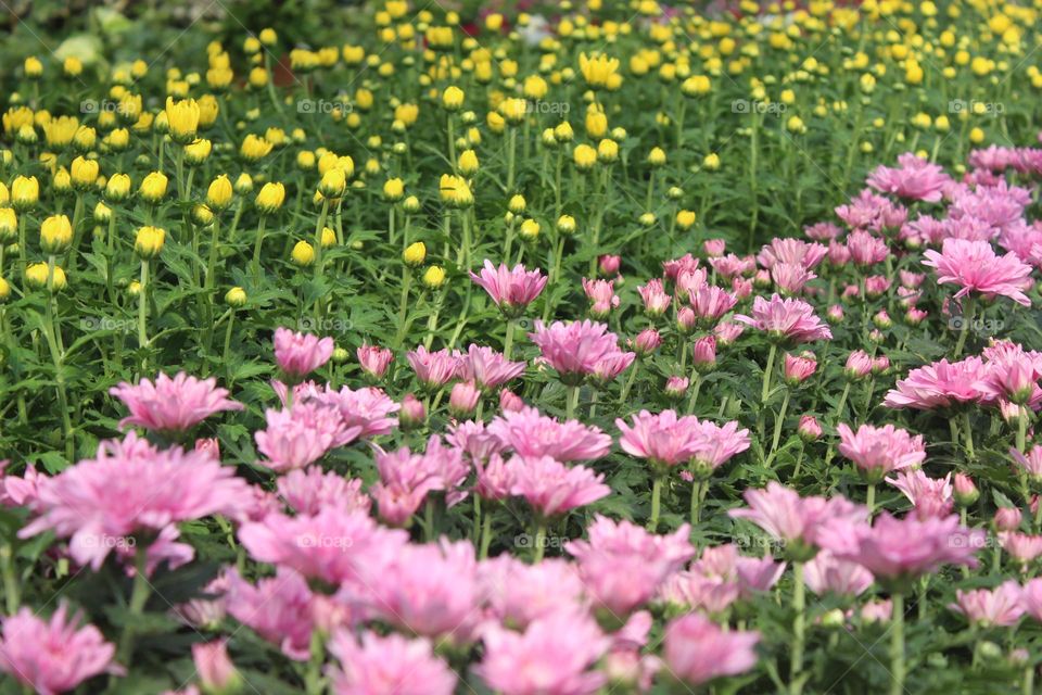 a carpet of pink and yellow flowers