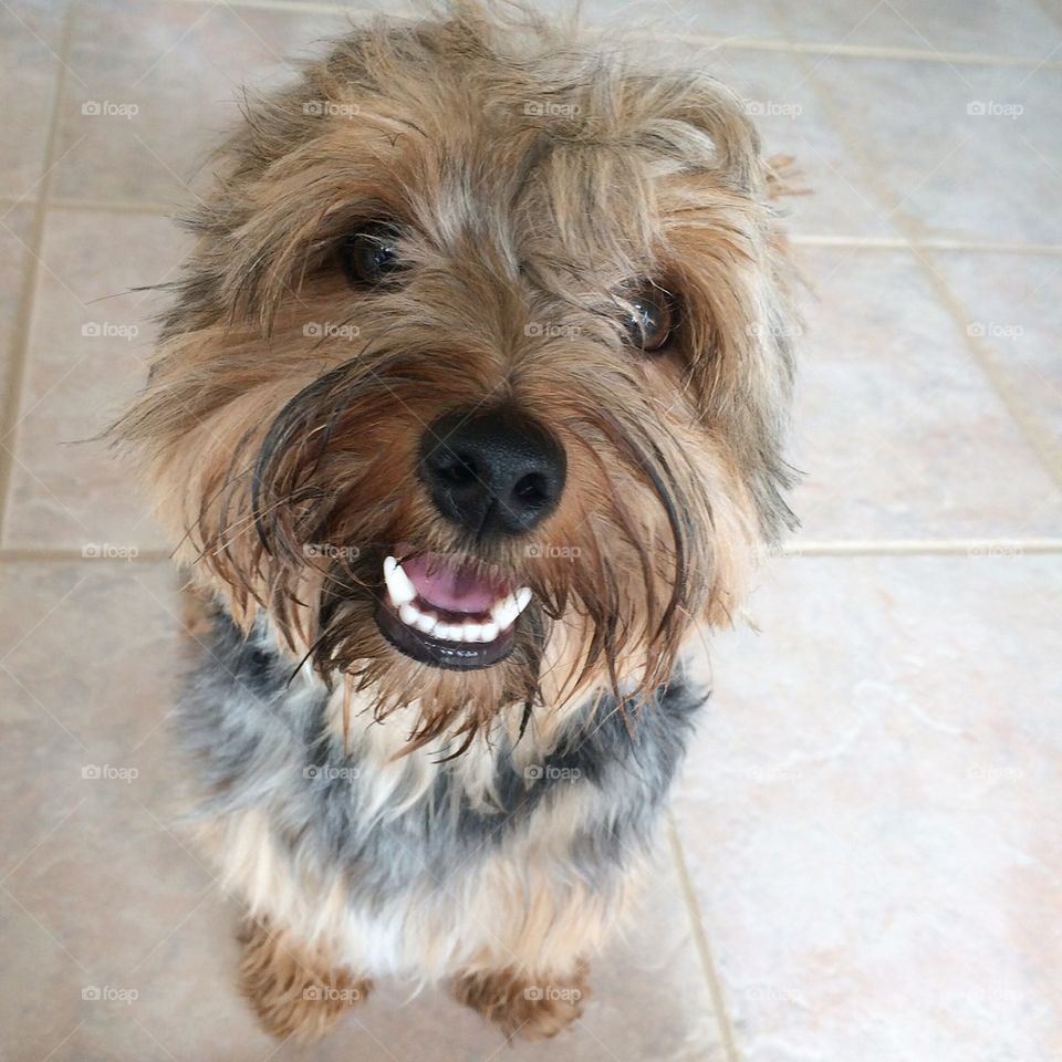 Those pearly white teeth 