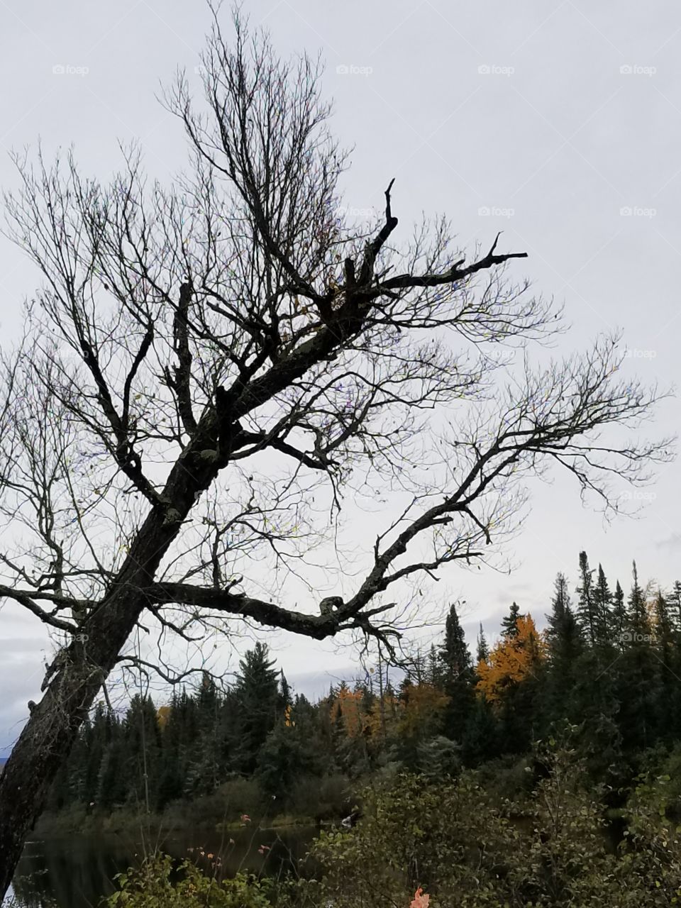 Spooky tree