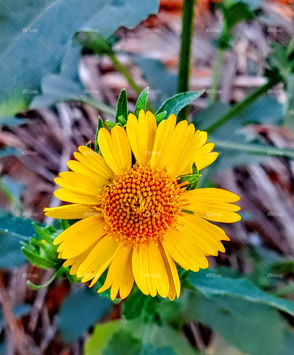 flower