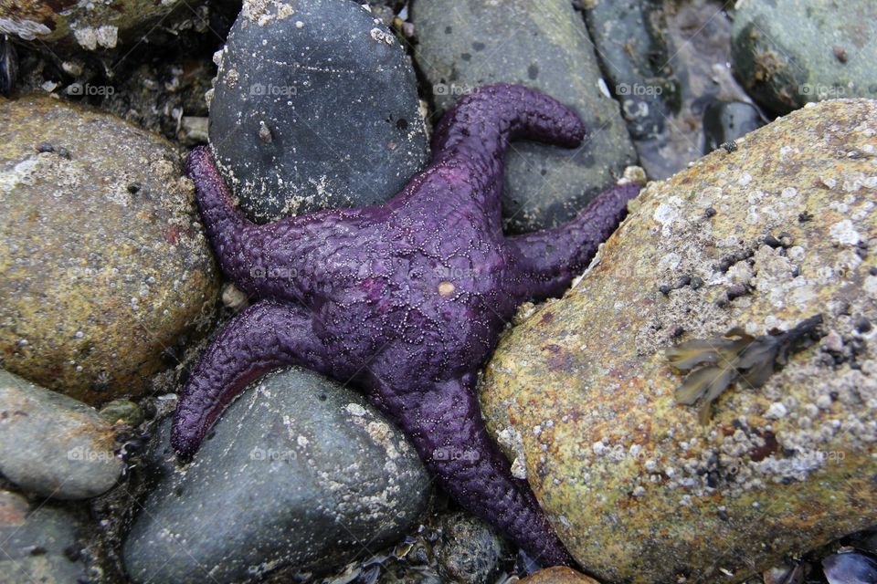 Starfish 