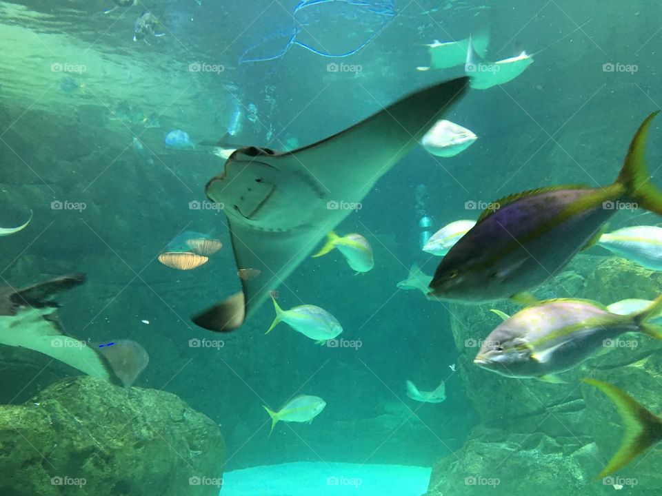 Ripley’s Aquarium downtown Toronto. 