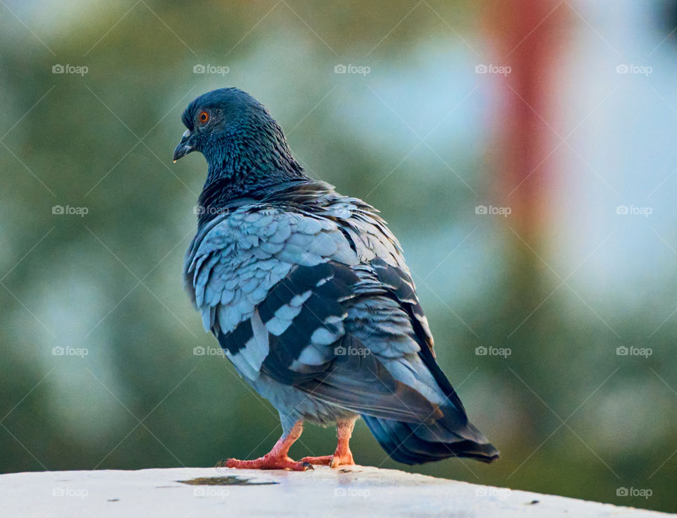 Bird photography  - Dove  - Posing