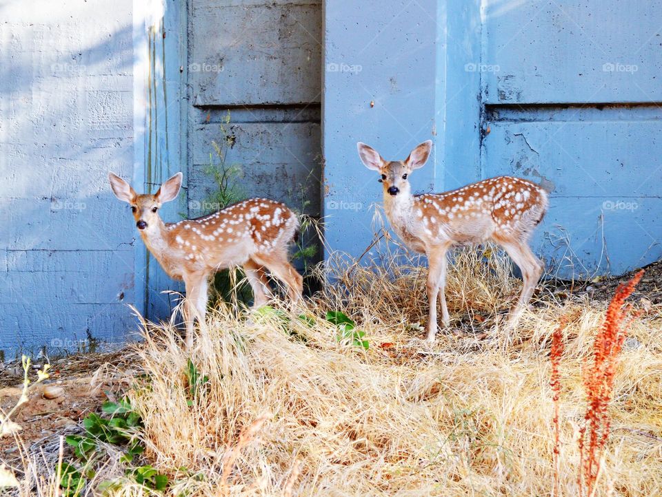 A pair of deer 🦌 having a walk through the city