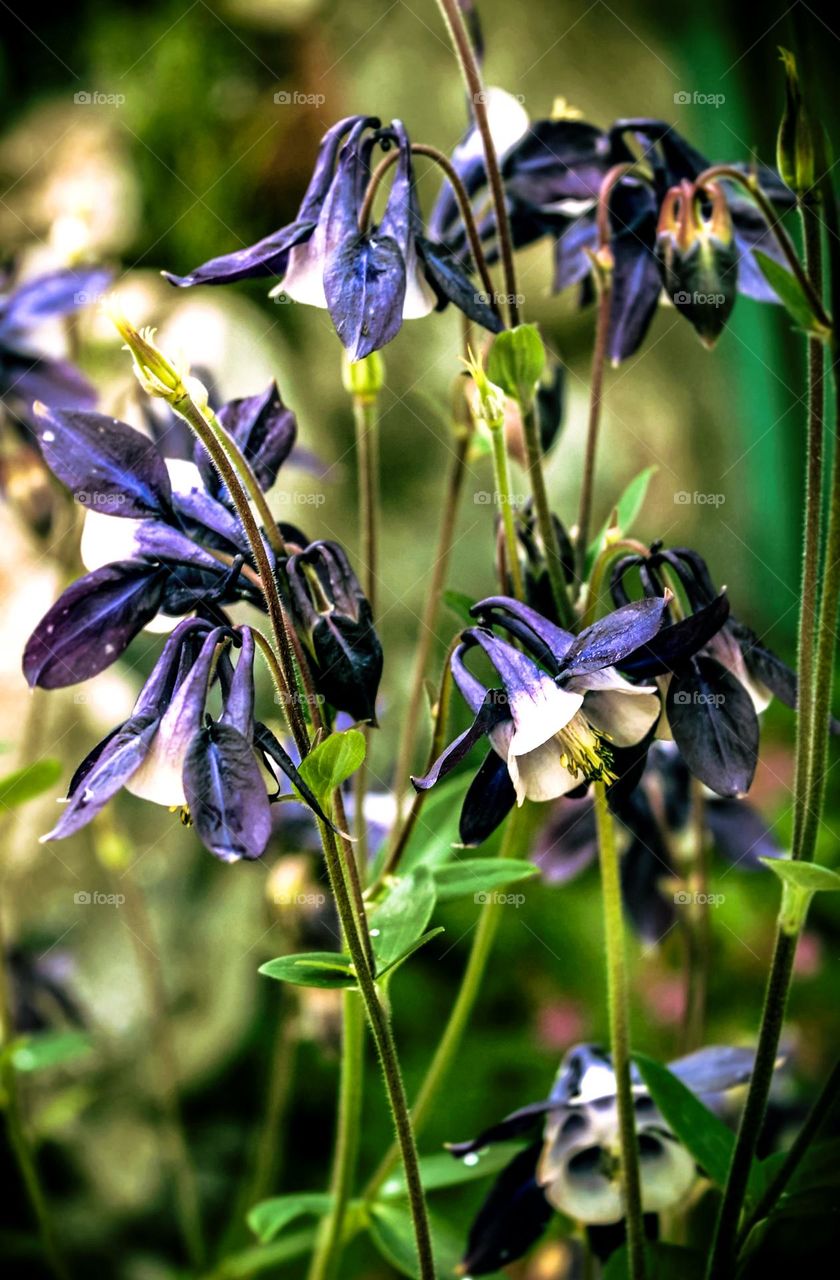 The beauty of flowers