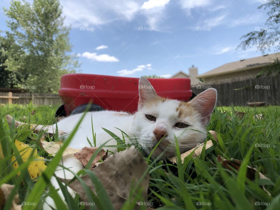 kitty relaxing under a blue sky