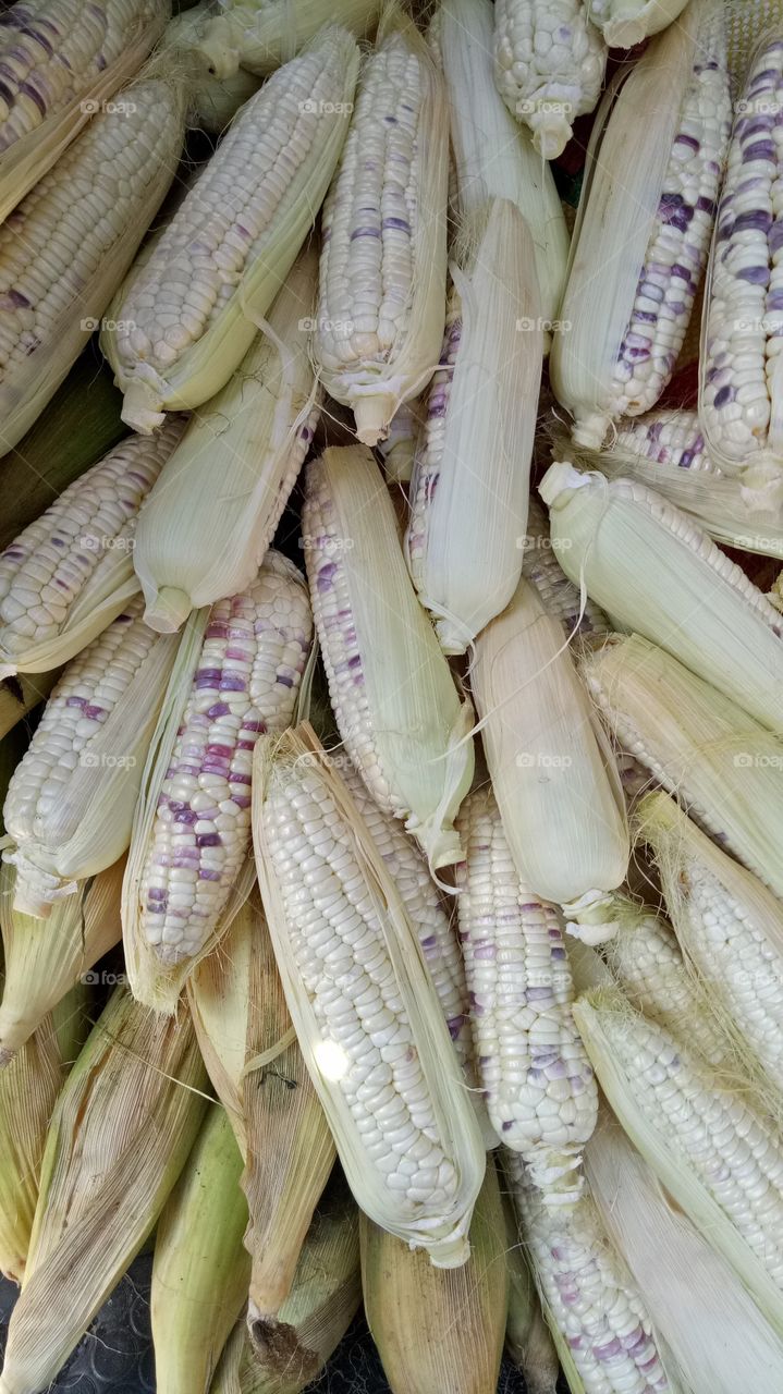 native purple corn