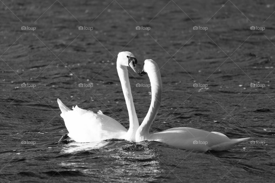Two white swans swimming together and making a heart with their necks, black and white 
