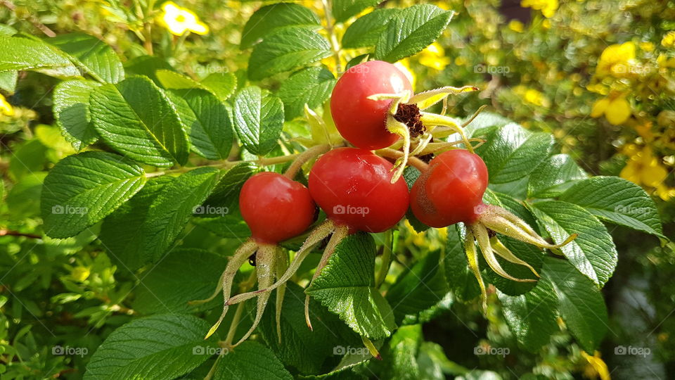 Rose hip - nypon
