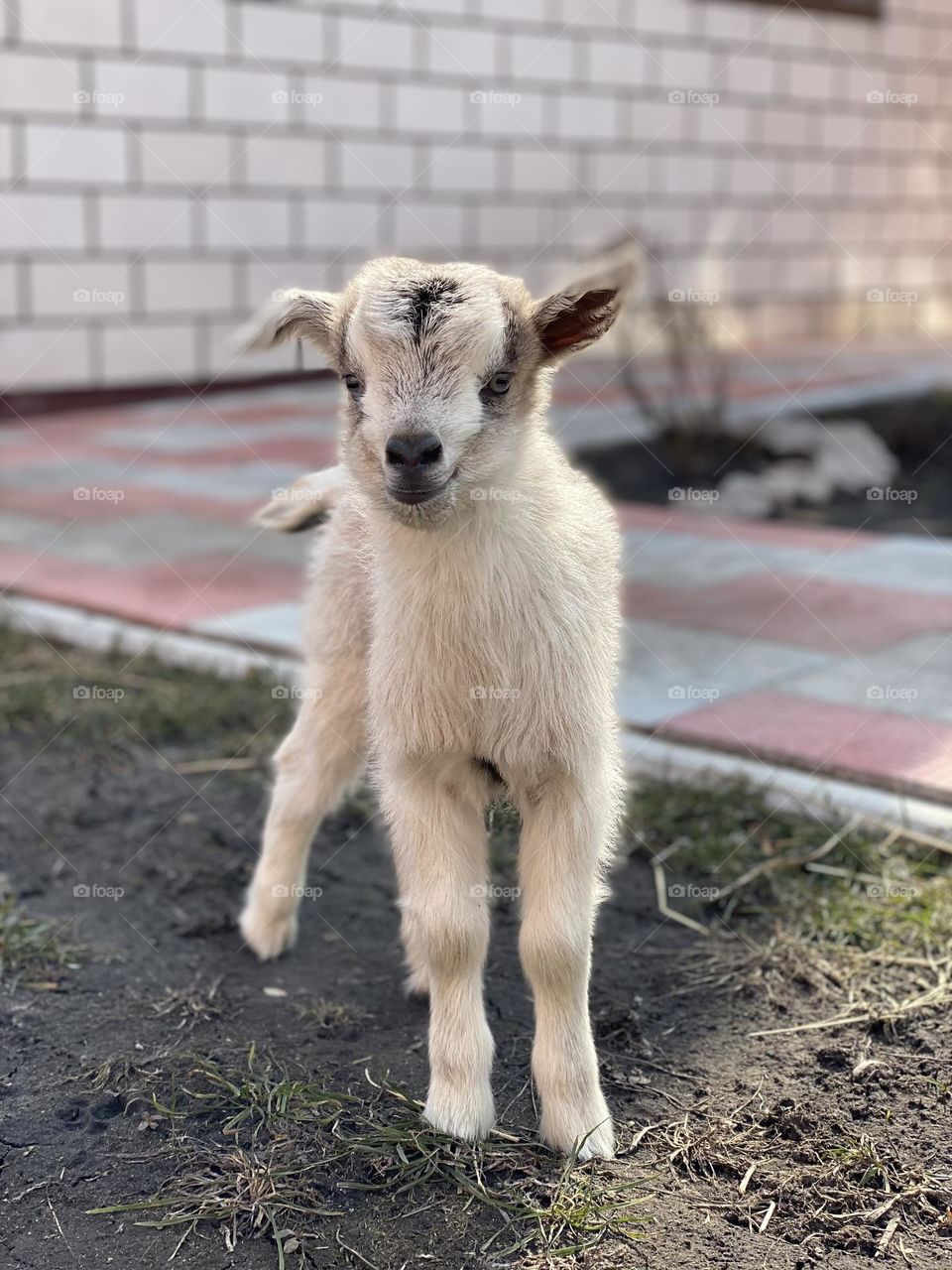 white goat on green grass