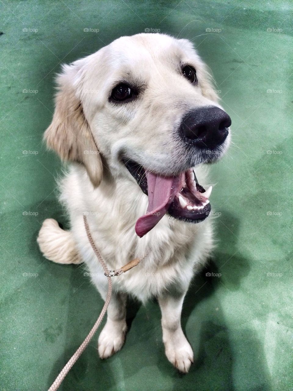 Dog against colored background